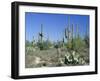 Saguaro Organ Pipe Cactus and Prickly Pear Cactus, Saguaro National Monument, Tucson, Arizona, USA-Anthony Waltham-Framed Photographic Print