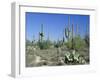 Saguaro Organ Pipe Cactus and Prickly Pear Cactus, Saguaro National Monument, Tucson, Arizona, USA-Anthony Waltham-Framed Photographic Print