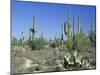 Saguaro Organ Pipe Cactus and Prickly Pear Cactus, Saguaro National Monument, Tucson, Arizona, USA-Anthony Waltham-Mounted Photographic Print