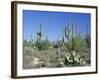 Saguaro Organ Pipe Cactus and Prickly Pear Cactus, Saguaro National Monument, Tucson, Arizona, USA-Anthony Waltham-Framed Photographic Print