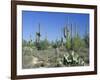 Saguaro Organ Pipe Cactus and Prickly Pear Cactus, Saguaro National Monument, Tucson, Arizona, USA-Anthony Waltham-Framed Photographic Print