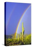 Saguaro Rainbow I-Douglas Taylor-Stretched Canvas