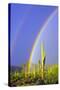 Saguaro Rainbow I-Douglas Taylor-Stretched Canvas