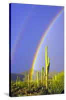 Saguaro Rainbow I-Douglas Taylor-Stretched Canvas