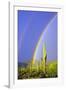 Saguaro Rainbow I-Douglas Taylor-Framed Photographic Print