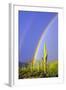 Saguaro Rainbow I-Douglas Taylor-Framed Photographic Print