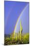 Saguaro Rainbow I-Douglas Taylor-Mounted Photographic Print