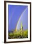 Saguaro Rainbow I-Douglas Taylor-Framed Photographic Print