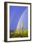 Saguaro Rainbow I-Douglas Taylor-Framed Photographic Print