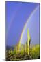 Saguaro Rainbow I-Douglas Taylor-Mounted Photographic Print