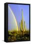 Saguaro Rainbow II-Douglas Taylor-Framed Stretched Canvas