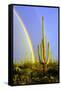 Saguaro Rainbow II-Douglas Taylor-Framed Stretched Canvas