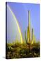 Saguaro Rainbow II-Douglas Taylor-Stretched Canvas