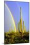 Saguaro Rainbow II-Douglas Taylor-Mounted Photographic Print