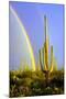 Saguaro Rainbow II-Douglas Taylor-Mounted Photographic Print