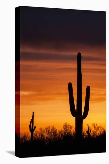 Saguaro Silhouette-raphoto-Stretched Canvas
