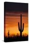 Saguaro Silhouette-raphoto-Stretched Canvas