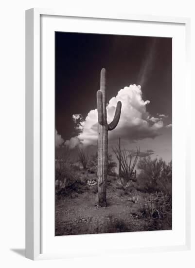 Saguaro Sunset Arizona BW-Steve Gadomski-Framed Photographic Print