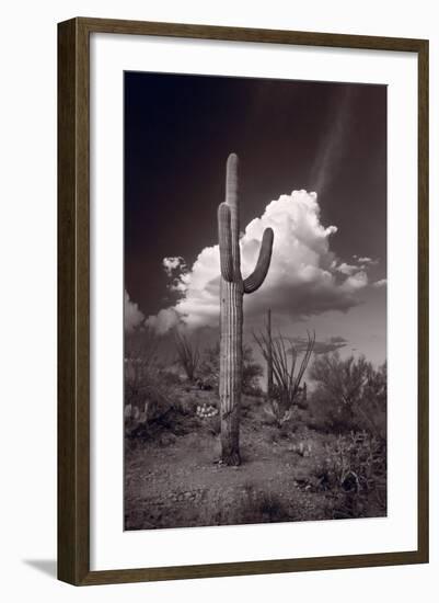 Saguaro Sunset Arizona BW-Steve Gadomski-Framed Photographic Print