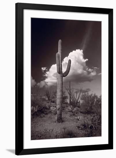 Saguaro Sunset Arizona BW-Steve Gadomski-Framed Photographic Print