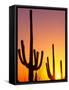 Saguaro Sunset, Saguaro National Park, Arizona, USA-Rob Tilley-Framed Stretched Canvas
