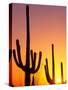 Saguaro Sunset, Saguaro National Park, Arizona, USA-Rob Tilley-Stretched Canvas