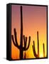 Saguaro Sunset, Saguaro National Park, Arizona, USA-Rob Tilley-Framed Stretched Canvas