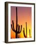 Saguaro Sunset, Saguaro National Park, Arizona, USA-Rob Tilley-Framed Photographic Print