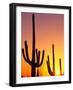 Saguaro Sunset, Saguaro National Park, Arizona, USA-Rob Tilley-Framed Photographic Print