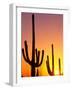 Saguaro Sunset, Saguaro National Park, Arizona, USA-Rob Tilley-Framed Photographic Print