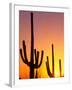 Saguaro Sunset, Saguaro National Park, Arizona, USA-Rob Tilley-Framed Photographic Print