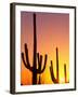 Saguaro Sunset, Saguaro National Park, Arizona, USA-Rob Tilley-Framed Photographic Print