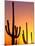Saguaro Sunset, Saguaro National Park, Arizona, USA-Rob Tilley-Mounted Photographic Print