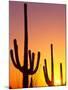 Saguaro Sunset, Saguaro National Park, Arizona, USA-Rob Tilley-Mounted Photographic Print
