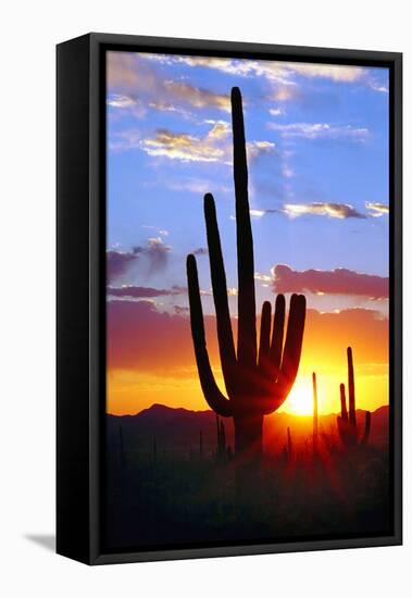 Saguaro Sunset-Douglas Taylor-Framed Stretched Canvas