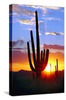 Saguaro Sunset-Douglas Taylor-Stretched Canvas