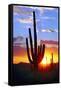 Saguaro Sunset-Douglas Taylor-Framed Stretched Canvas