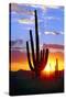 Saguaro Sunset-Douglas Taylor-Stretched Canvas