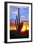 Saguaro Sunset-Douglas Taylor-Framed Premium Photographic Print