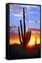 Saguaro Sunset-Douglas Taylor-Framed Stretched Canvas