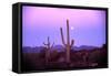 Saguaro Sunset-Robert Glusic-Framed Stretched Canvas