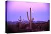 Saguaro Sunset-Robert Glusic-Stretched Canvas