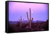 Saguaro Sunset-Robert Glusic-Framed Stretched Canvas