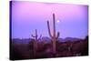 Saguaro Sunset-Robert Glusic-Stretched Canvas