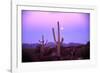 Saguaro Sunset-Robert Glusic-Framed Photographic Print