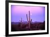 Saguaro Sunset-Robert Glusic-Framed Photographic Print