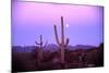 Saguaro Sunset-Robert Glusic-Mounted Photographic Print