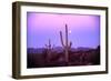 Saguaro Sunset-Robert Glusic-Framed Photographic Print