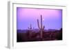 Saguaro Sunset-Robert Glusic-Framed Photographic Print