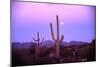 Saguaro Sunset-Robert Glusic-Mounted Photographic Print